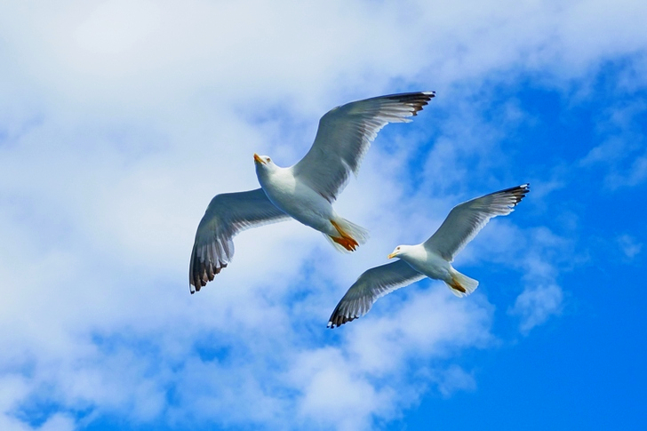 Deux oiseaux blancs volant sous un ciel nuageux