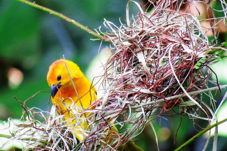Yellow Bird on Nest