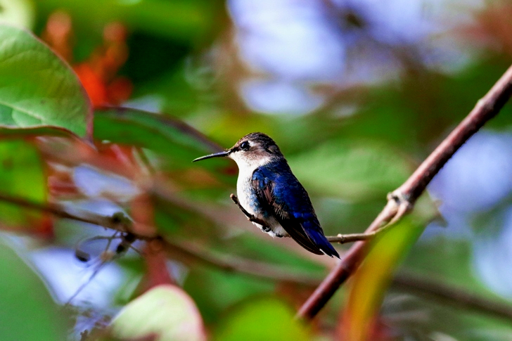 Blue and Black Bird Perched on Tree Branch
