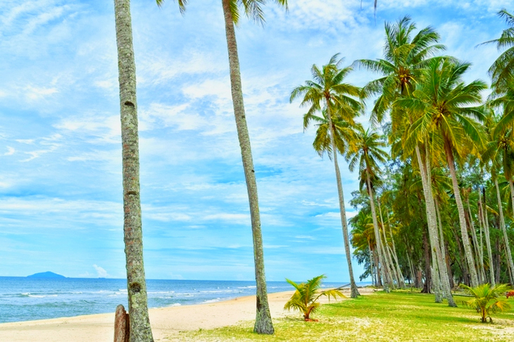 Coconut Trees Near Body of Water