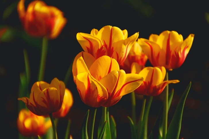 Fleurs à larges pétales jaunes et rouges