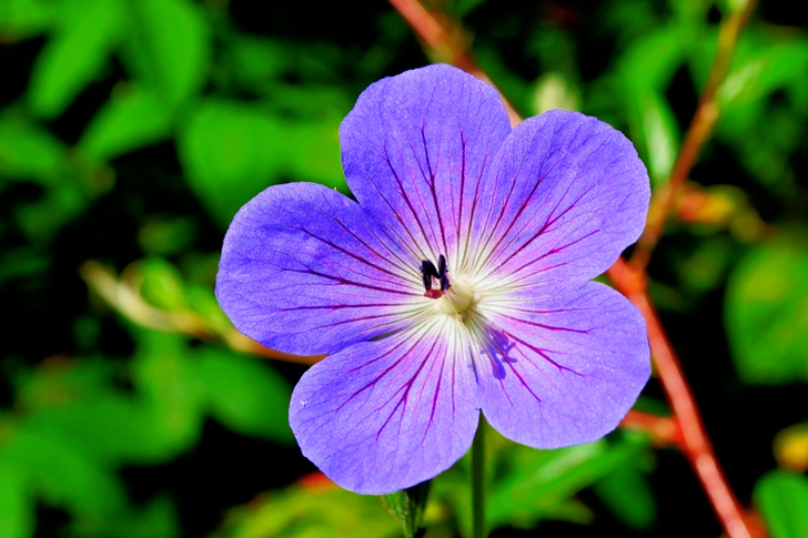 Purple Flower Shallow Focus