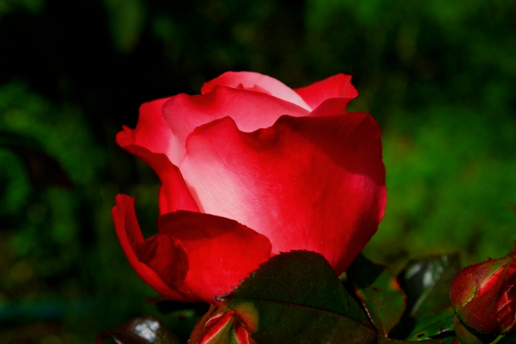 Red Rose in Daytime