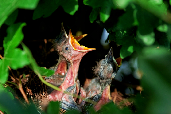 Bird Chicks Opening Mouth
