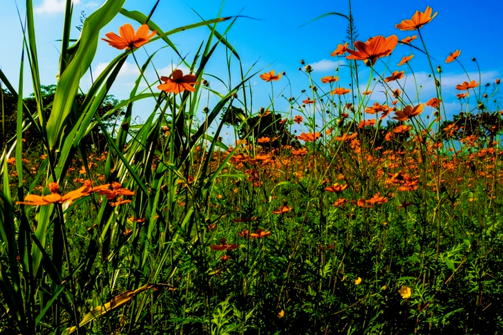 Champ de fleurs d'oranger sous un ciel bleu clair