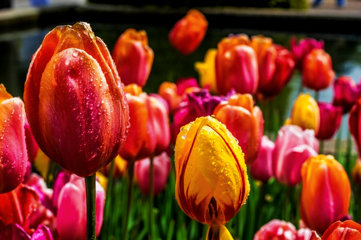 Bed of Assorted-color Tulip Flower Buds