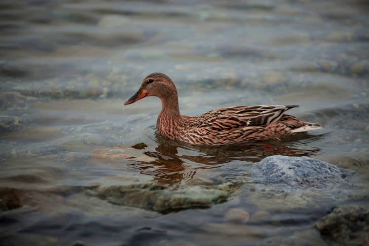 Canard brun dans un plan d'eau