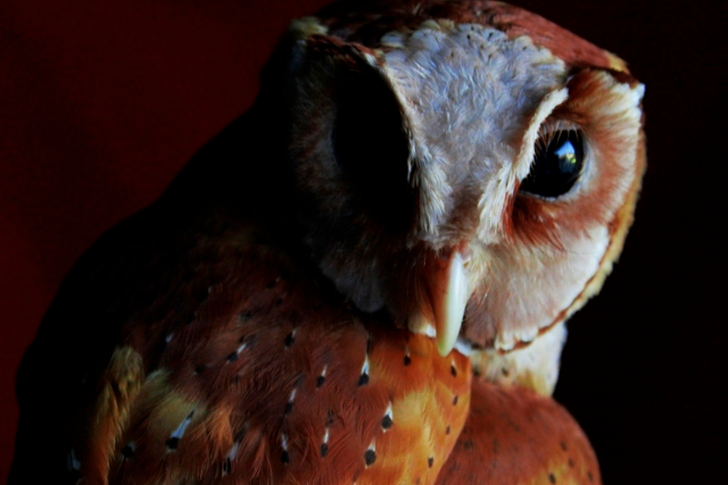 Shallow Focus of White and Brown Owl
