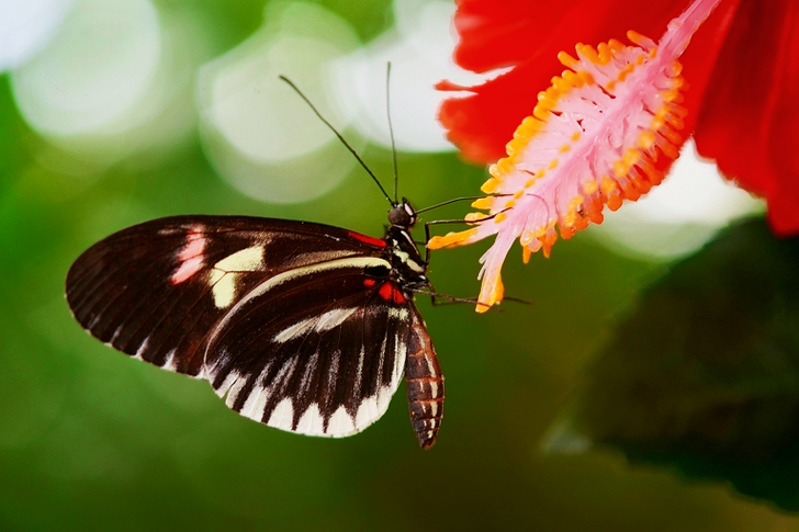 Black and White Butterfly on Red Petal Flower