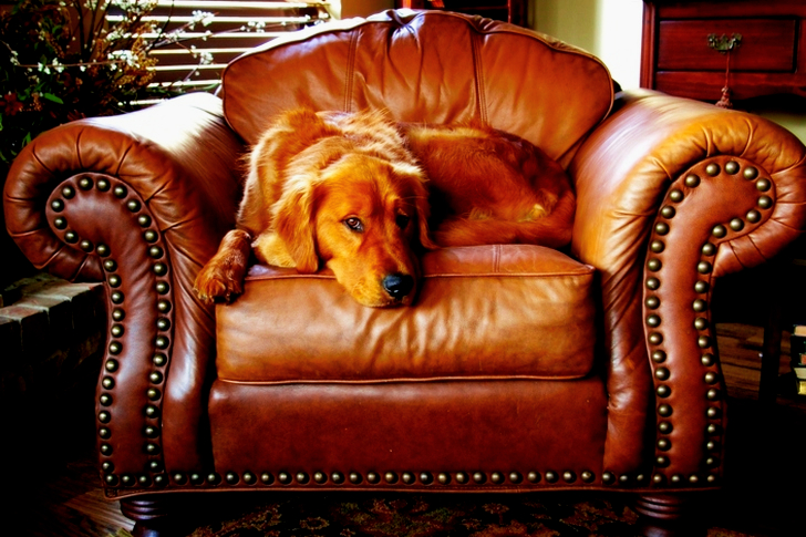 Adult Red Retriever Lying on Armchairs