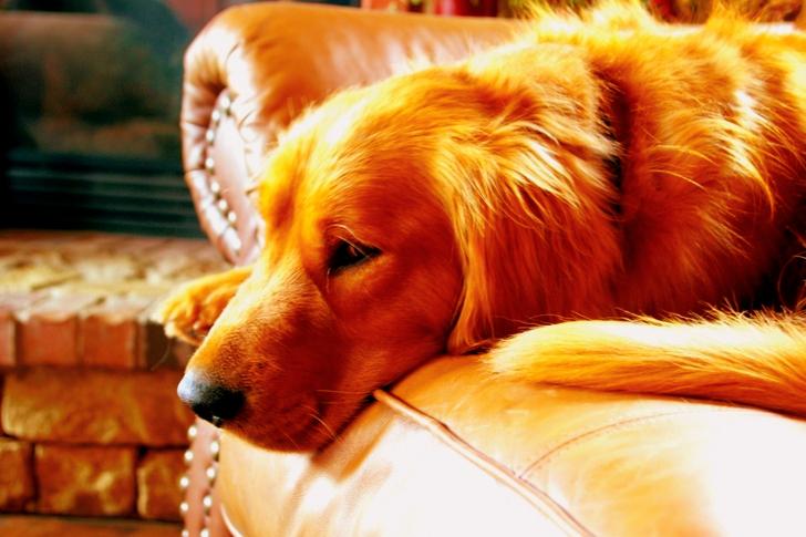 Adult Red Retriever Lying on Couch