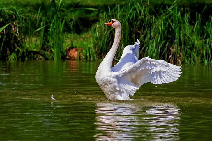 푸른 물 위의 하얀 백조