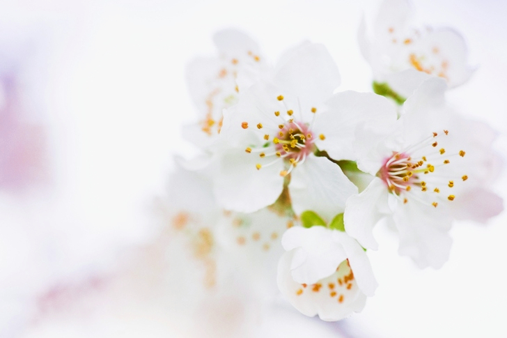 White Cherry Blossoms in Selective Focus