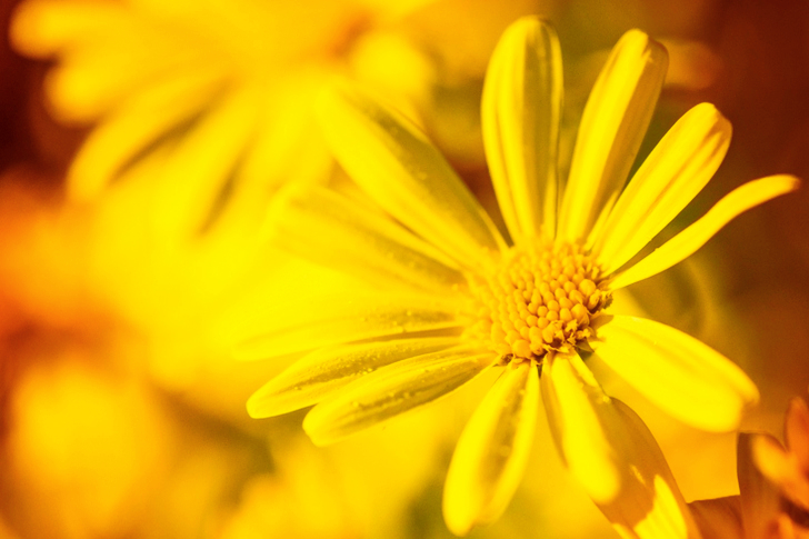 Yellow Flower in Bloom