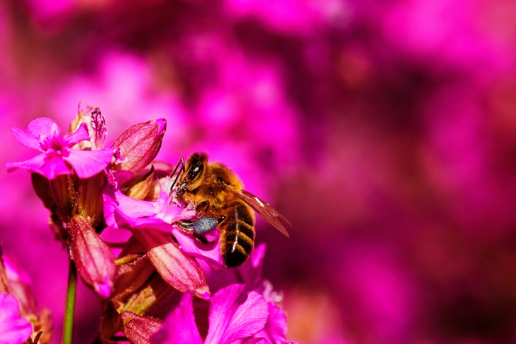 Včela sbírá pyl z květu