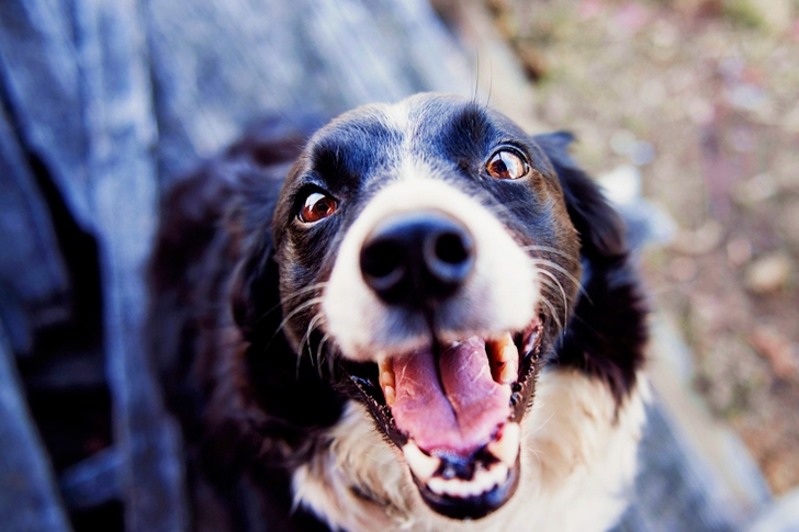 Mise au point superficielle d'un Border Collie noir et blanc adulte