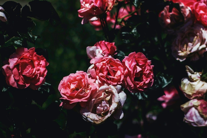 Pink Petaled Flowering Plant