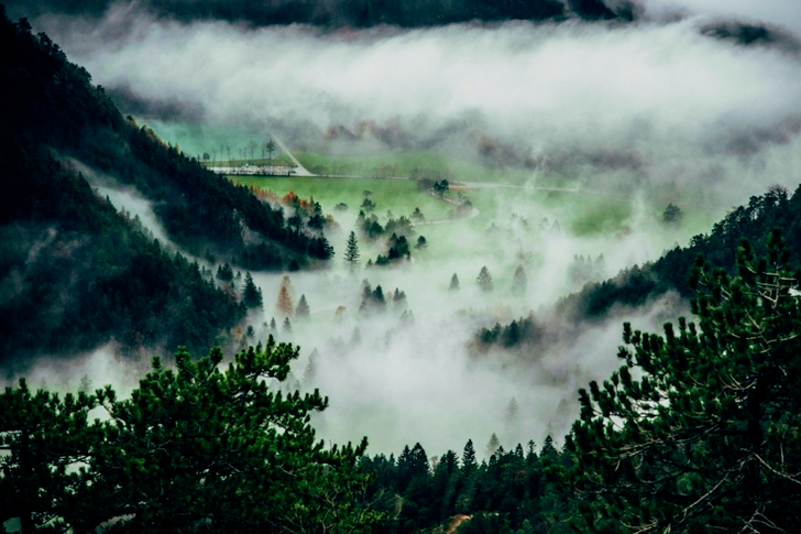 Trees Cover With Fogs