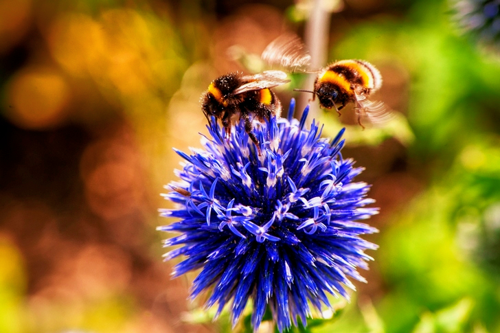 Two Bees on Purple Flower