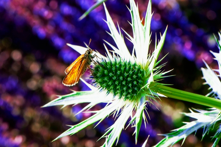 Moth Perched on Flower