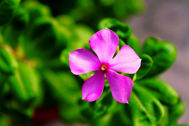 Roze bloemblaadjesbloem