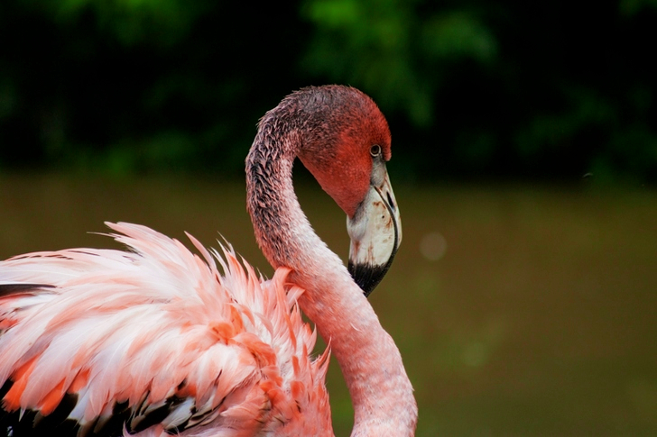 플라밍고의 선택적 초점