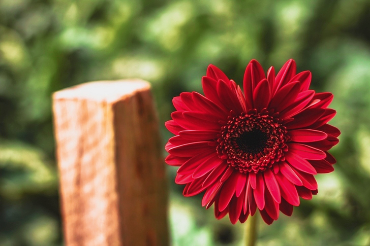 Red Flower Beside Wooden Pole