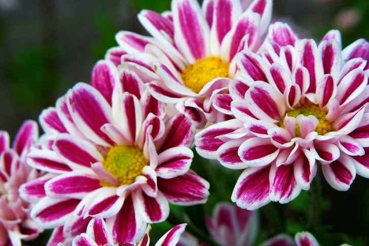 Purple-and-white Flowers