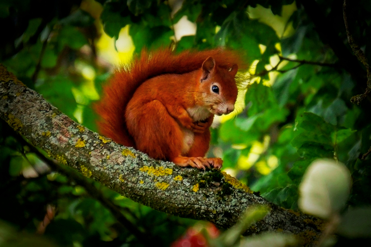 Red Squirrel on Tree Branch