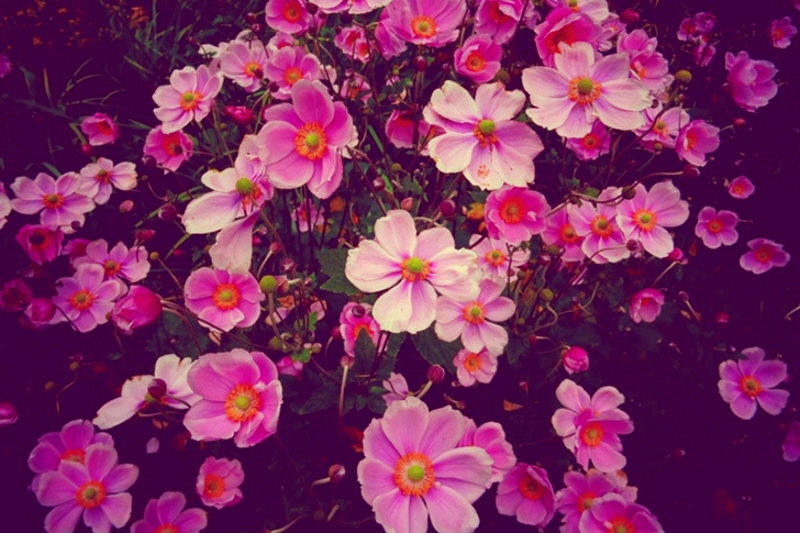 Pink Flowers