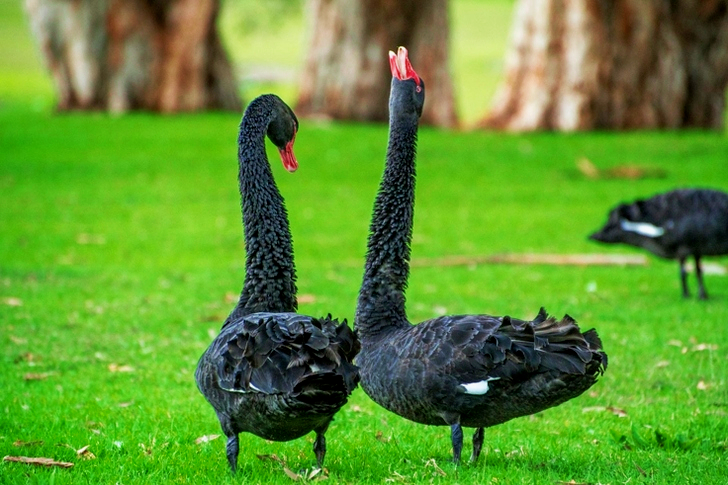2 Goose Standing on Green Grass during Daytime