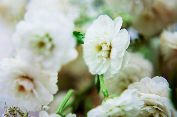 White Petaled Flower