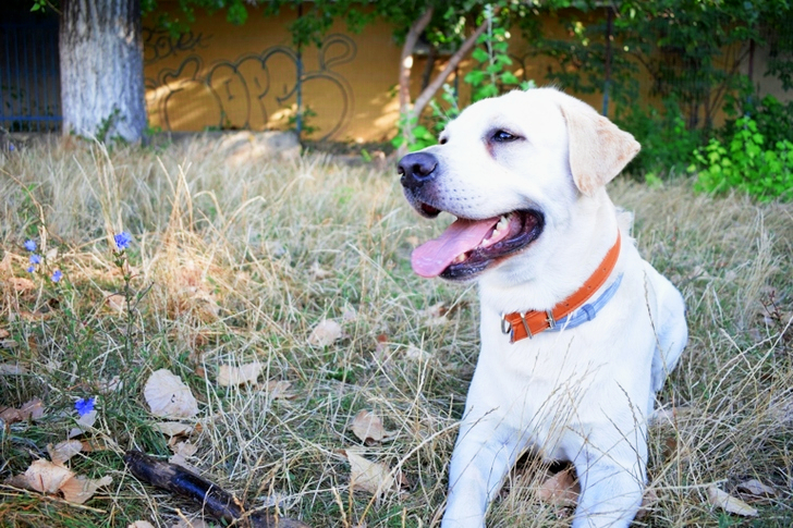 White Dog Lying on Grass Field