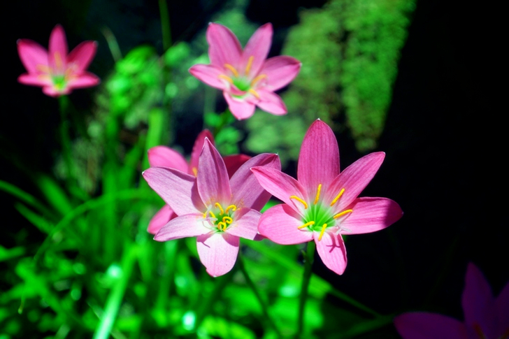 Paarse bloemblaadjes