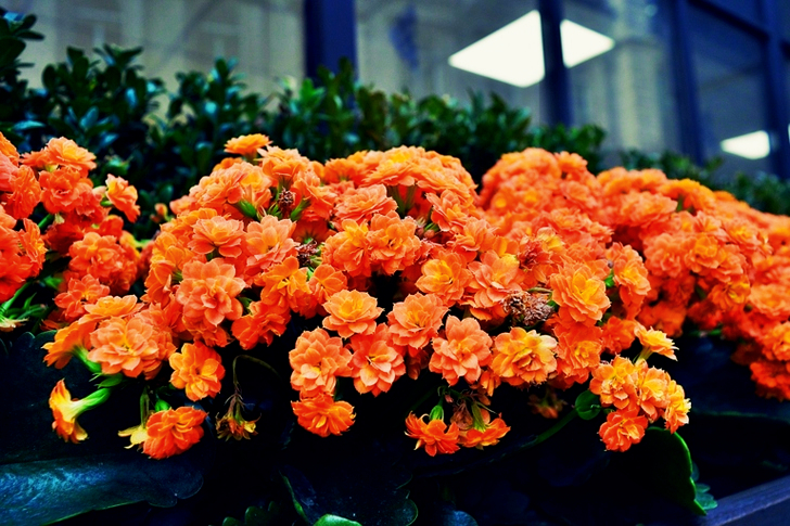 Orange Petaled Flowers