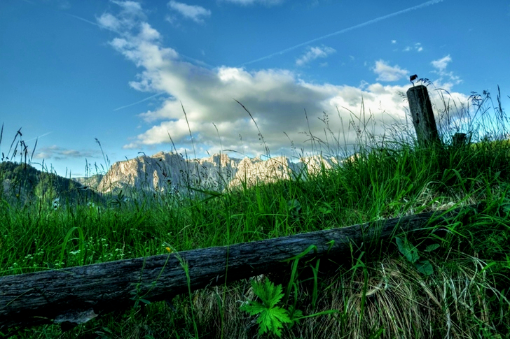 잔디 위의 통나무