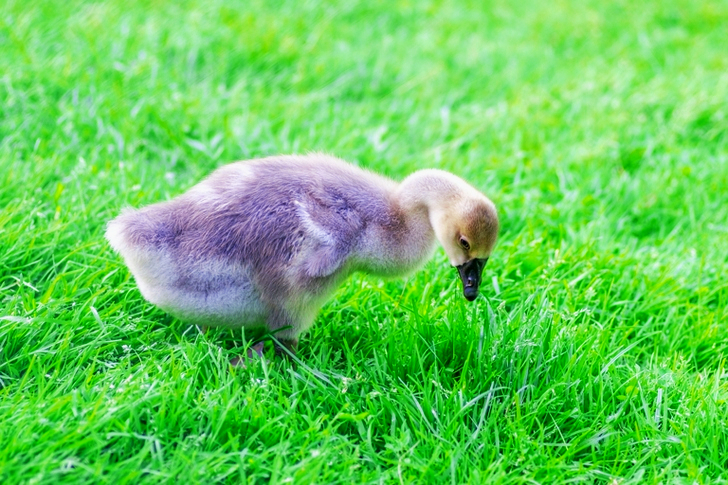 Gray Duckling on Grass