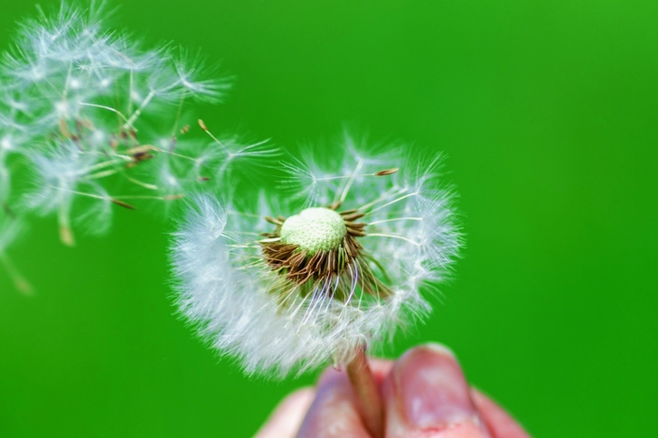 شخص يحمل الهندباء البيضاء