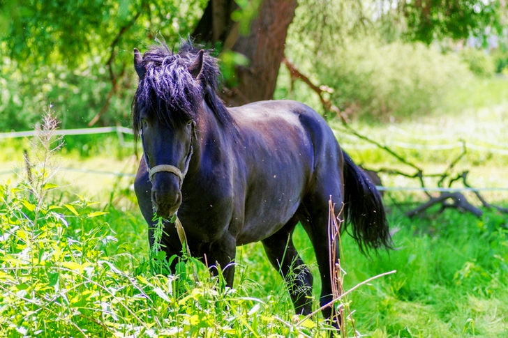 Black Horse Grazing on Bush