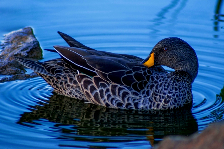 Brown Duck at the Body of Water