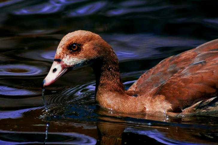 Brown Duck on Body of Water