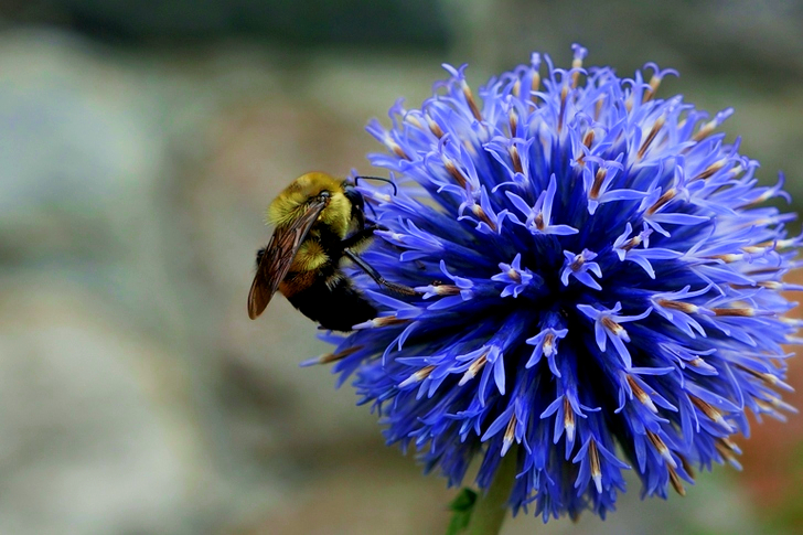 Bee on Blue Petaled Flower