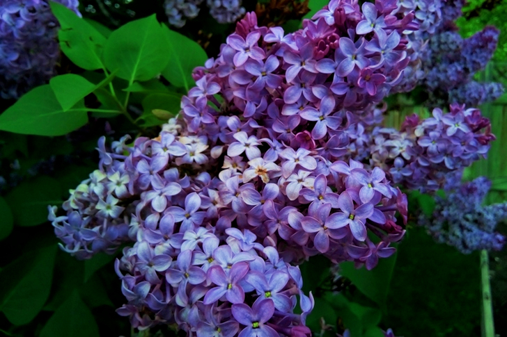 White and Purple Petal Flower