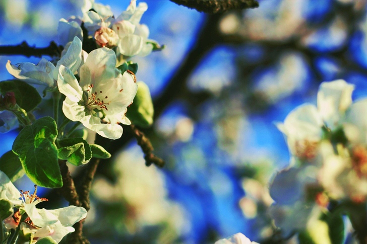 Hermosa flor floreciendo