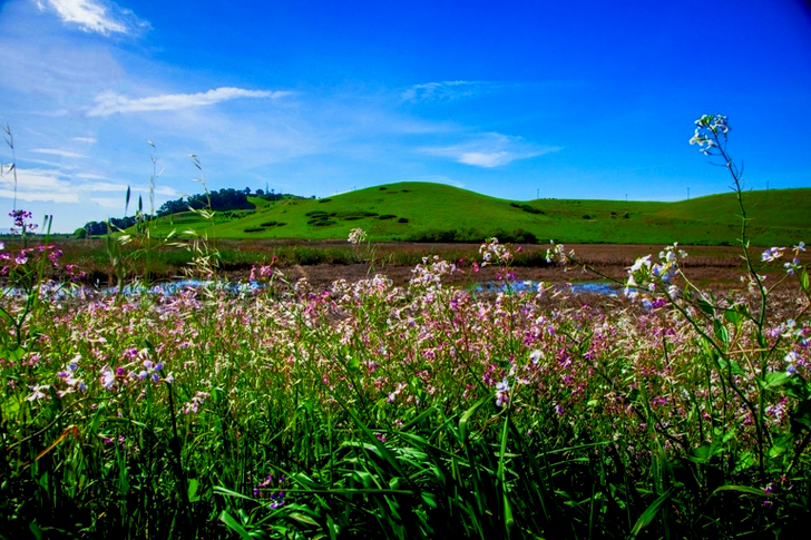 Bed of White Flowers