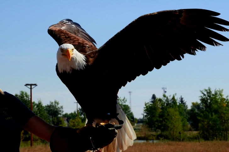 نسر أصلع على ذراع شخص