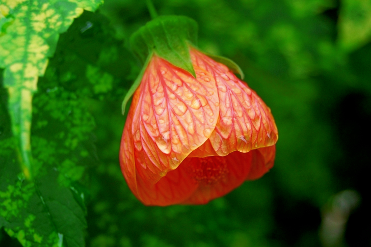 Orange Abutilon Flower in Close-up