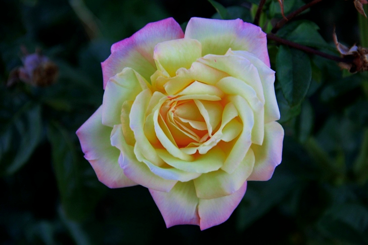 黄色い花びらの花