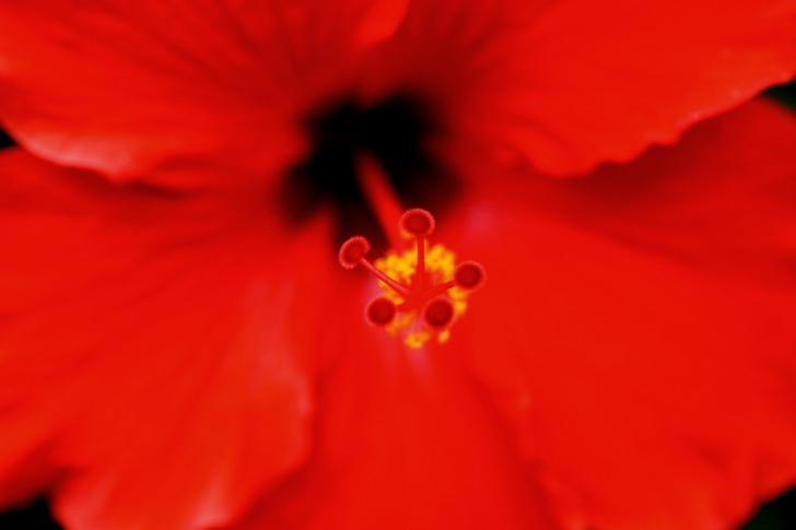 Red Hibiscus Flower