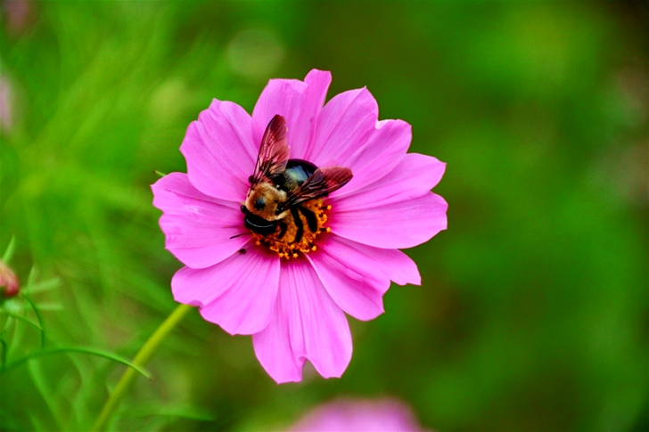 Shallow Focus of Bee on Pink Flower